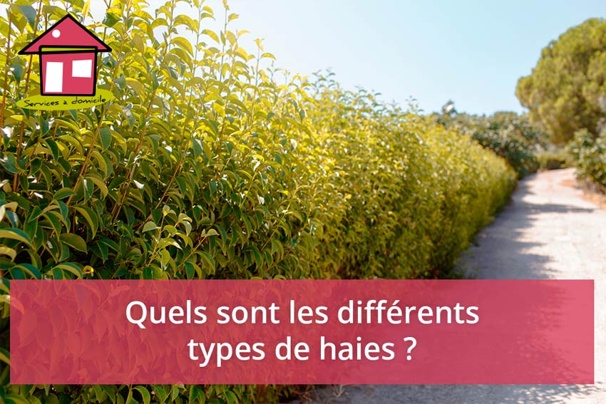 differents-types-de-haies